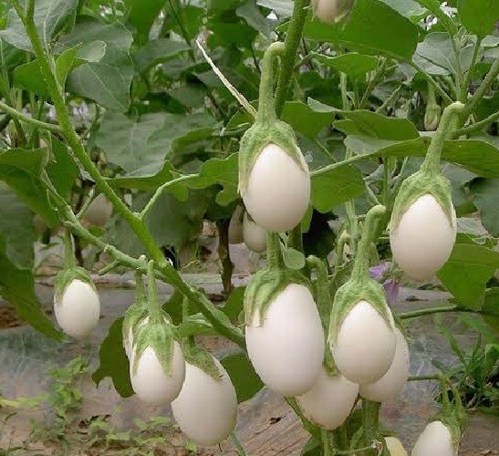 Planta Huevo 200 Semillas seeds Solanum Berenjena blanca comestible