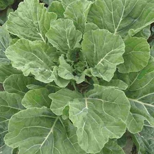 Georgia Southern Collard Seeds, NON-GMO, Creole, Variety Sizes, FREE SHIPPING