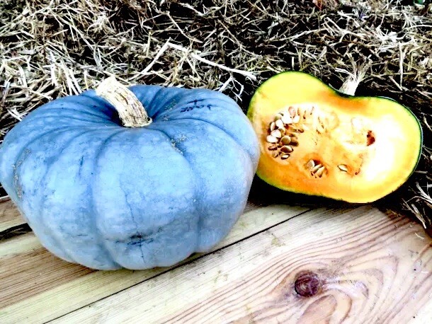 25 Blue Pumpkin Seeds | Jarradale Queensland Cinderella Doll|RARE|free Shipping!