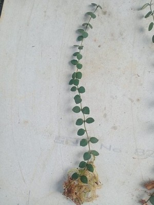 Hoya Boycei Mini Sp Borneo Rare Tropical Wax Plant