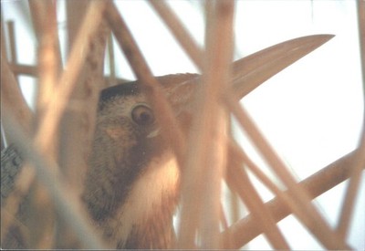 WWT Wildvögel & Feuchtgebiete Vertrauen Bittervogel London Feuchtgebiet Zentrum Postkarte 2006