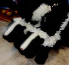 2 Skunk 11” by Wild Republic plush stuffed animal toy nocturnal — photo 1