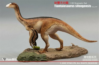Vitae 1/35 Tiantaiosaurus sifengensis Dong A Figure Dinosaur Animal Decor Model