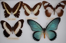 Mixture of African Butterflies