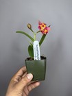 NEW! Unreleased 2027 Cattleya (Slc. Angel Eyes x Pot. Exotic Really — photo 7
