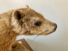 Rare Vintage Rock Hyrax Full Body Mount Taxidermy — photo 3