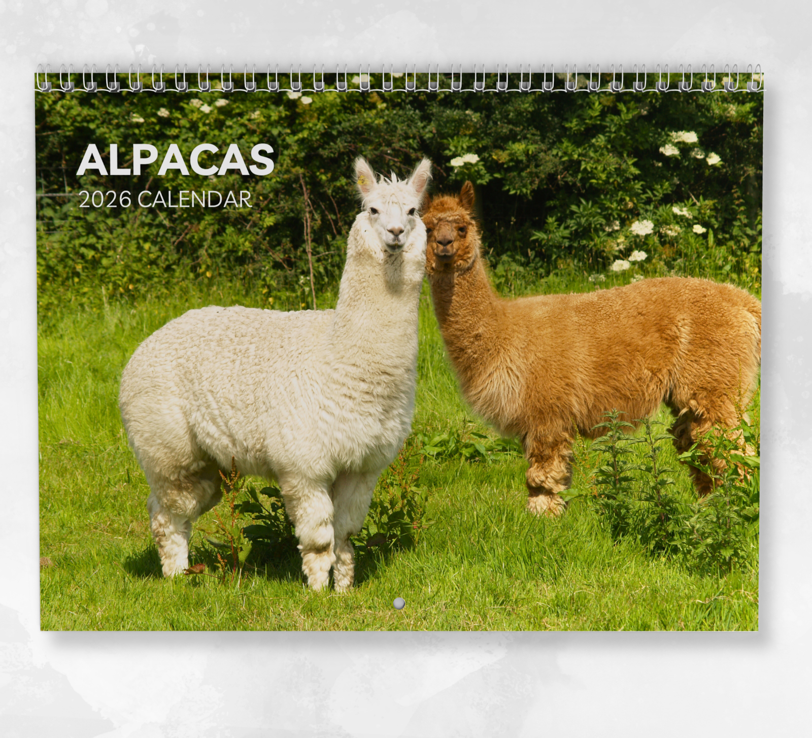 Alpacas Calendar 2026: Monthly Wall Calendar with Notes, opens to A3 Size,