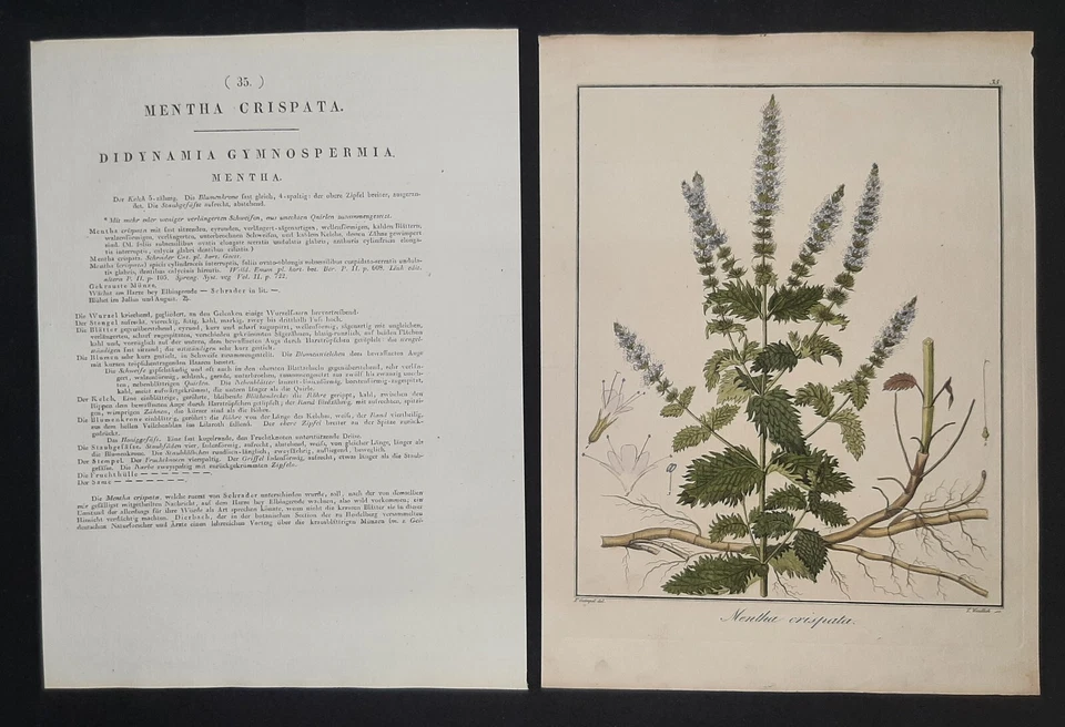 Kupferstich um 1835 + Text Mentha crispatu Krause Minze Hayne Weidlich Botanik - Bild 2 von 3