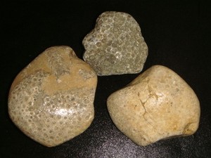 3 LARGER OLD PETOSKEY STONE FOSSIL CORAL SPECIMENS    7  1/2  POUNDS   MICHIGAN