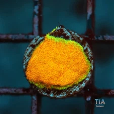 Ecc Golden Charm Psammocora - NOT WYSIWG | Live LPS Coral | Aquacultured