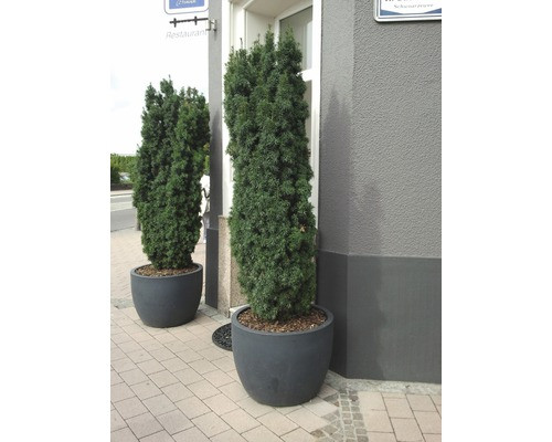 Suleneibe FloraSelf Taxus baccata 'Fastigiata Robusta' H 30-40 cm Co 3,5 L  4037208092106 | eBay.de
