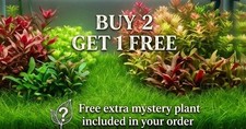 4 Live Aquarium Plant - Dwarf Hairgrass Eleocharis parvula - Planted Tank   