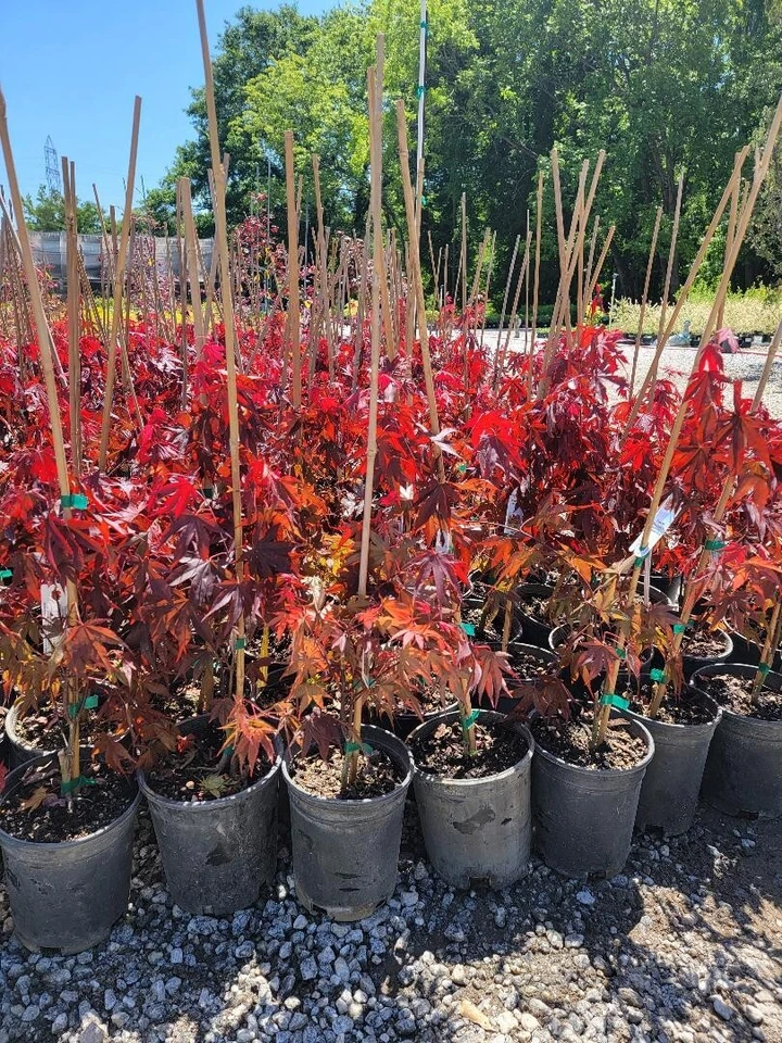 Fireglow Upright Red Japanese Maple - Live Plant - ( 2.5 QT ) - Image 3 of 4