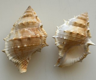 Conchiglia Shell : bufonaria perelegans set 2