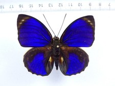 Agrias phalcidon excelsior - AgriasButterflies.com