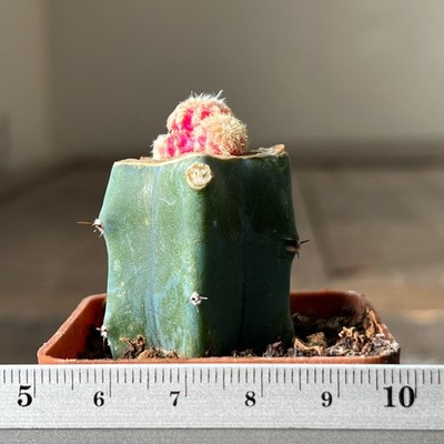 7-4273 Discocactus horstii f. variegata, grafted