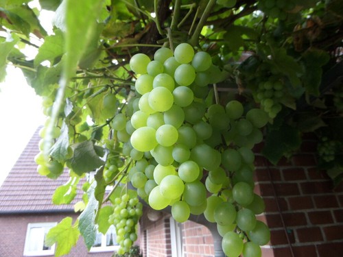 Weinrebe welche im Norden Deutschlands fruchtet Wein Weintrauben Vitis Weinstock - 第 4/8 張圖片