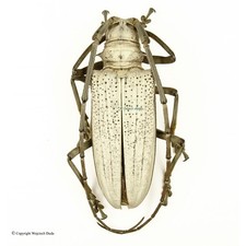 Batocera for collectors | rare Batocera longhorns