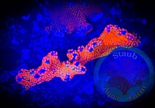 SAF WYSIWYG Red Montipora Digitata, Monti, Acro, SPS