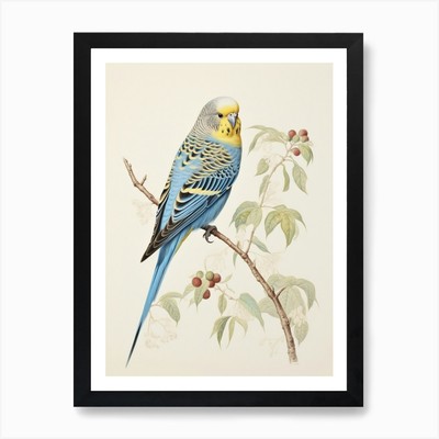 Vintage Vogel Zeichnung Wellensittich 1 A gerahmtes Wandbild Poster Leinwanddruck Bild