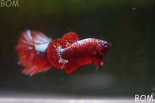 LIVE BETTA MALE HMPK RGBG BOM-A572