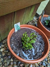 PEAT FREE Seed Compost, with added John Innes, 25 Litres 0.72 per litre