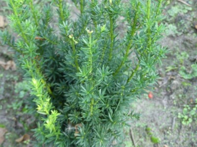 Taxus media Hillii - Becher-Eibe Hillii - 80-100 | eBay