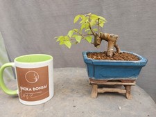 Beautiful Mame Zelkova Japanese Grey Bark Elm Outdoor Bonsai Tree