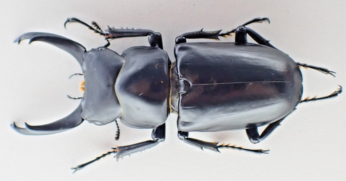 D60791. Insects, Lucanidae: Hemisodorcus branaungi. Vietnam North