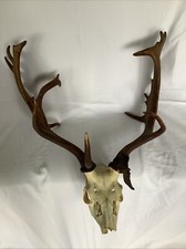 Fallow Deer Antlers Trophy