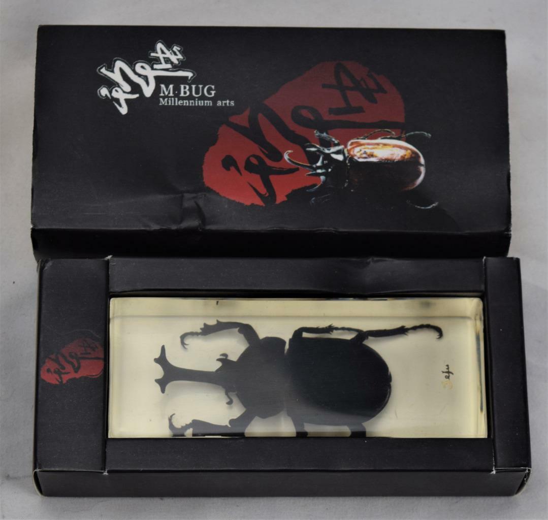 Millenium Arts Japanese Rhinoceros Beetle Trypoxylus dichotomus In