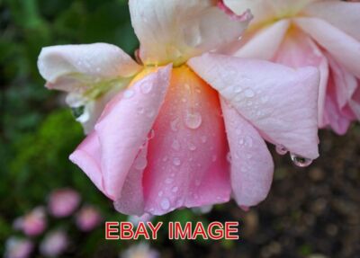 FOTO REGENTROPFEN AUF ROSENGARTEN NACH EINEM REGENSCHAUER
