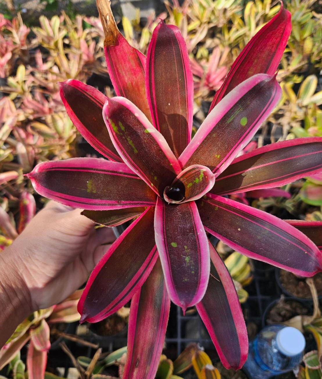 bromeliad neoregelia Mai Aztec fire | eBay