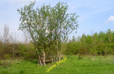 Foto 6x4 A Bower in Eynsham Wood I'bin mir nicht ganz sicher was genau ein c2014
