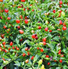 PREMIUM CHILE PEQUIN BIRD EYE HOT PEPPER SEEDS FREE SHIPPING