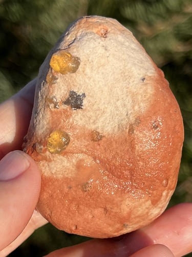 Amber Opal 320ct Honey Potch Specimen Lightning Ridge Rough Australian Opals Gem
