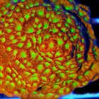COE NON WYSIWYG Live Coral Frag ~ Jack O Lantern Leptoseris Coral LPS SPS — photo 5