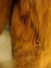 Vintage Switzer's Women's French Rabbit Fur Jacket w/ Tie Belt, Tan Size M Korea
