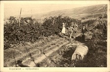 Riquewihr France Grape Farm Farmers c1915 Vintage Postcard