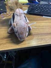 Ty Beanie Baby CHIPPER 1999 with THREE ERRORS Rare!