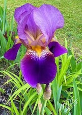 30 Purple Bearded Iris Bulbs Bare Roots