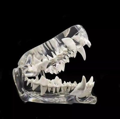 PVC Dog Teeth Model Tooth Transparent Anatomical Veterinary Canine Teaching