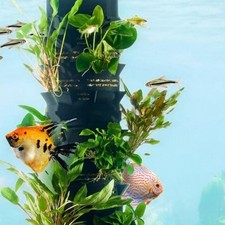 Modular Planter for Planted Tanks |  Single Modular System (3 Tier Unit)