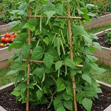 Mr. Fothergill's Climbing French Bean Seed Oh Sow Simple, Easy to Grow