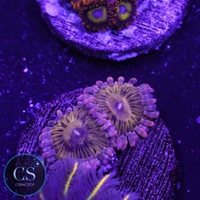 CS STRATOCASTER ZOA - WYSIWYG LIVE CORAL