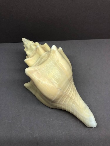 Turbinella angulata 20.4 cm CUBA, TURBINELLIDAE, Sea Shells, Collectible shell - 第 17/18 張圖片