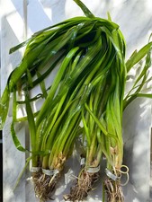 Jungle Vallisneria Hardy, Tall Live Aquarium Plant Vallisneria americana