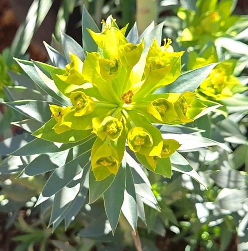 2025 EUPHORBIA, GOPHER PLANT PERENNIAL, 15 SEEDS UPRIGHT MYRTLE/SILVER SPURGE 01 - Picture 6 of 6