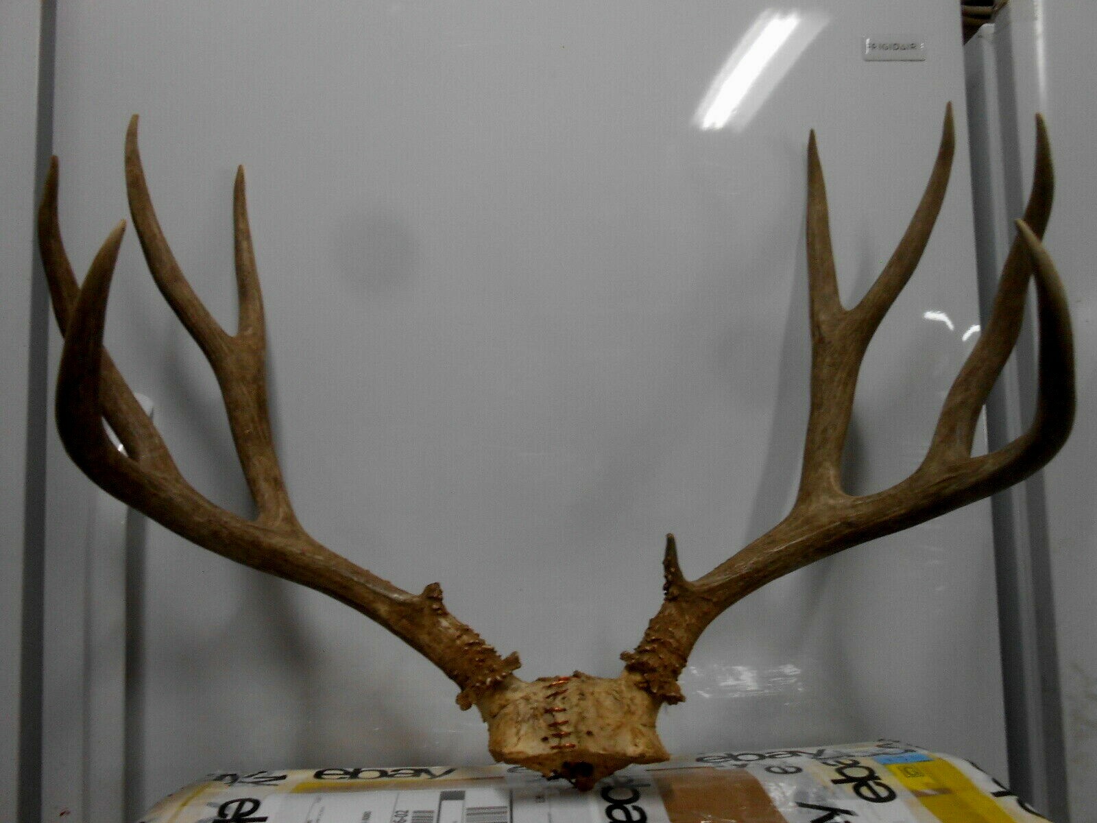 Best Elk Rack Elk Antlers Mount