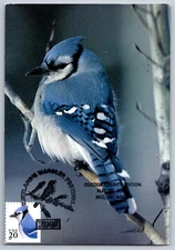 #2483 Blue Jay Maxi Card w/Pictorial Cancel